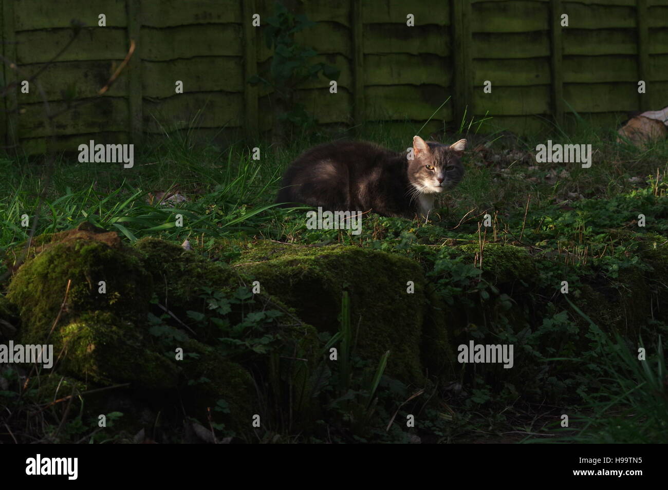 Tabby cat in garden with logs Stock Photo - Alamy
