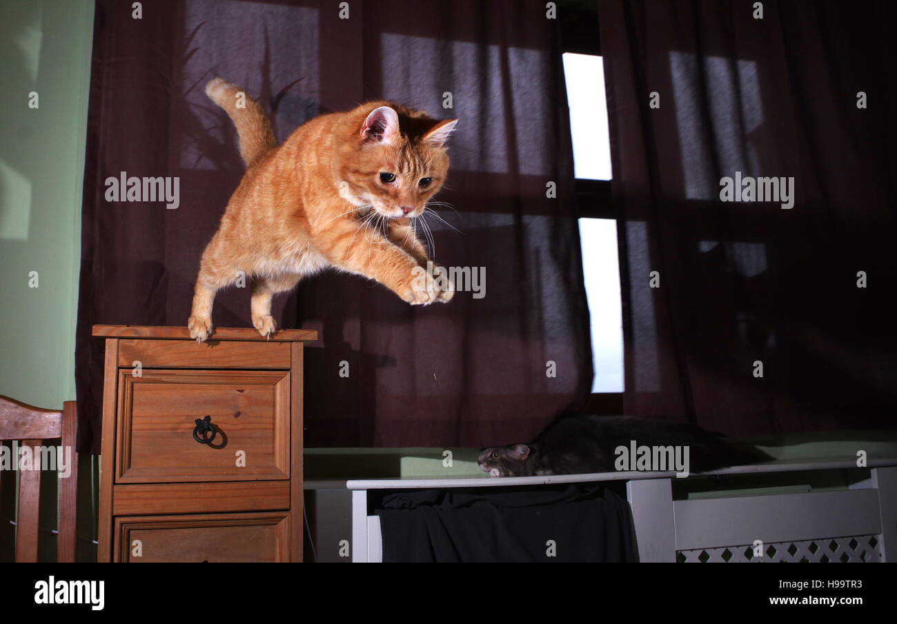 Ginger cat jumping from cupboard Stock Photo Alamy