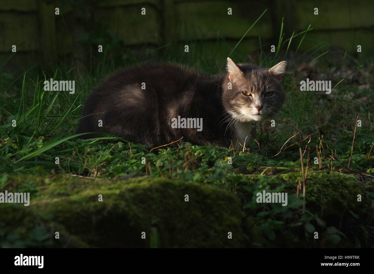 Tabby cat in garden Stock Photo - Alamy
