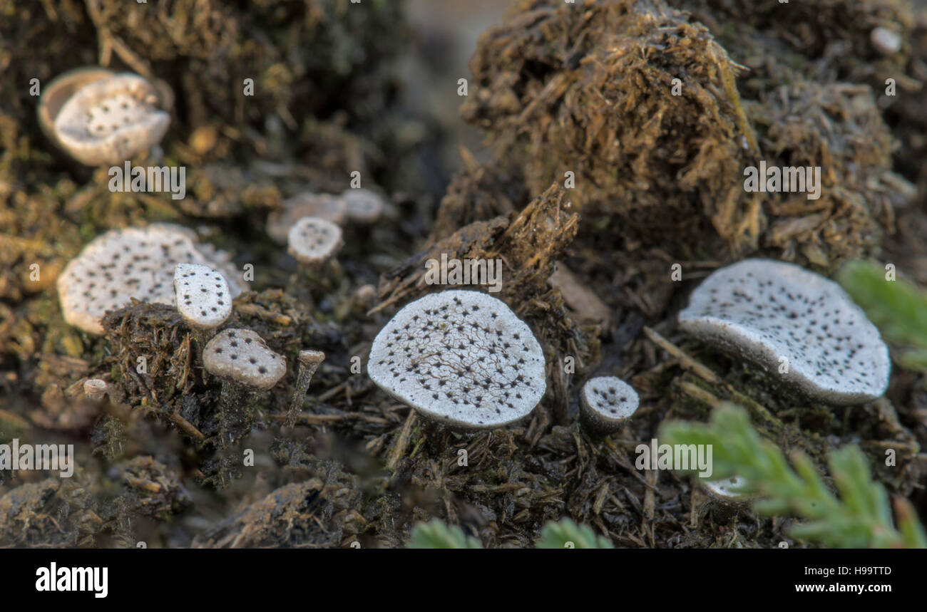 Rare Nail Fungus(Poronia punctata) growing on pony dung in North east Norfolk, UK Stock Photo