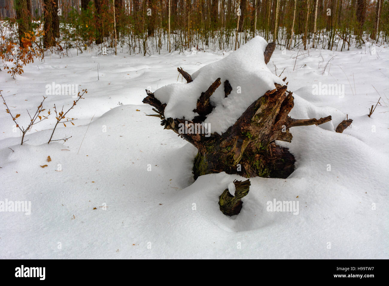The bushes and stumps covered with snow in the winter forest Stock Photo