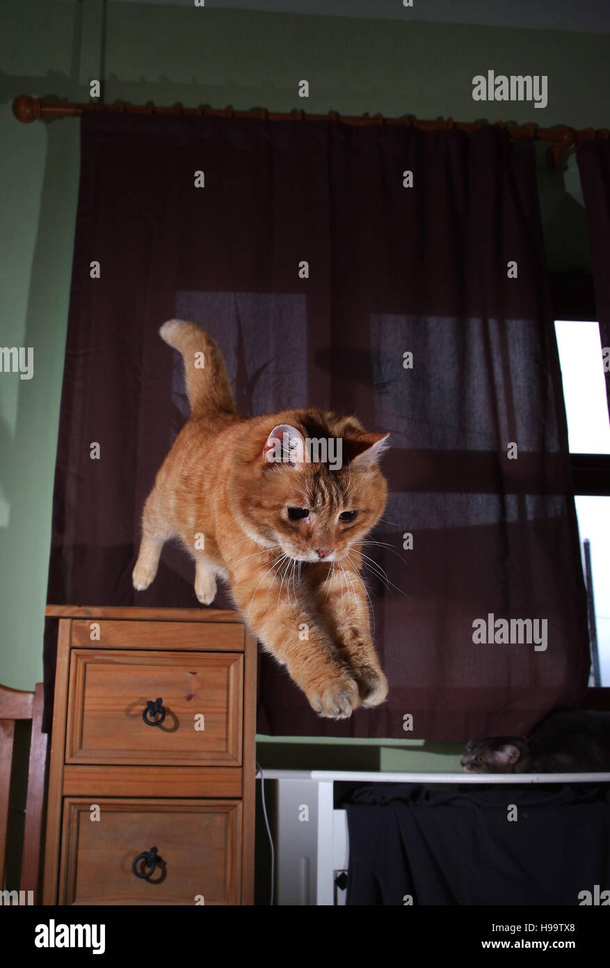 Ginger cat jumping from cupboard Stock Photo Alamy