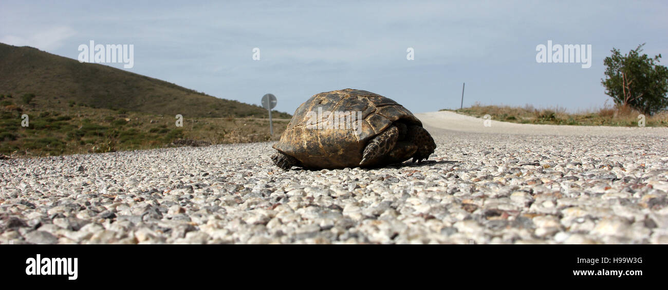 turtle Stock Photo