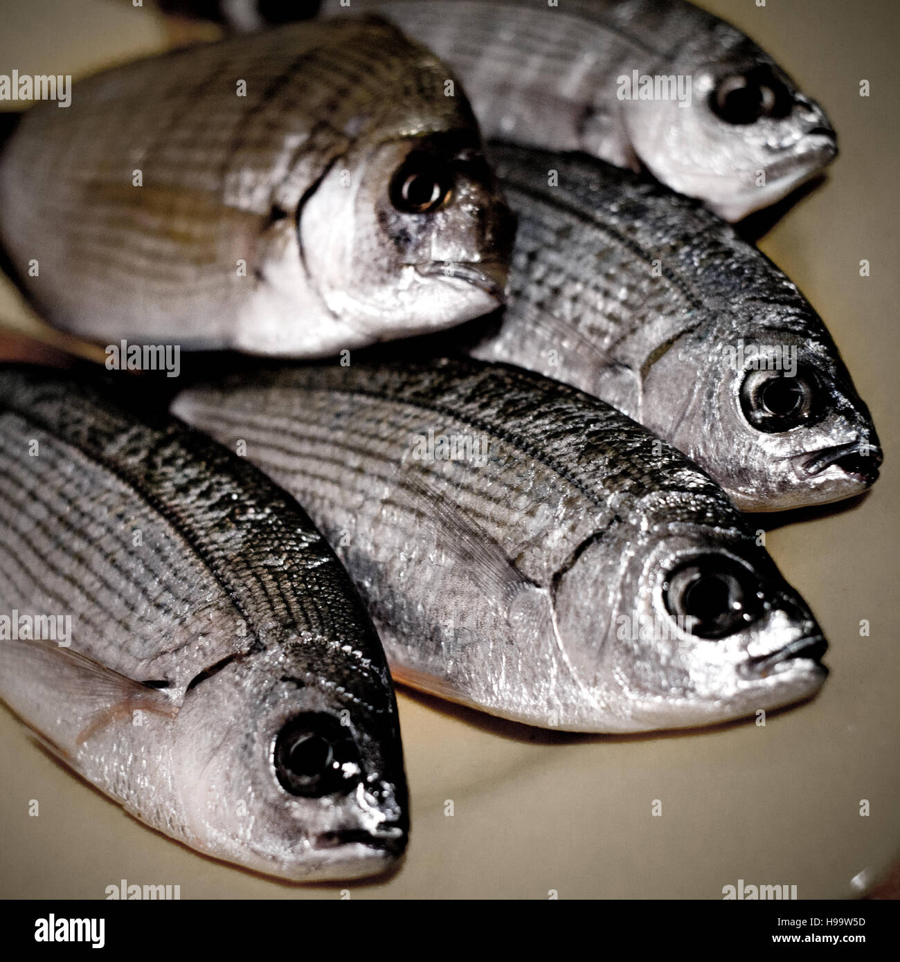 Fresh fish diplodus sargus Stock Photo