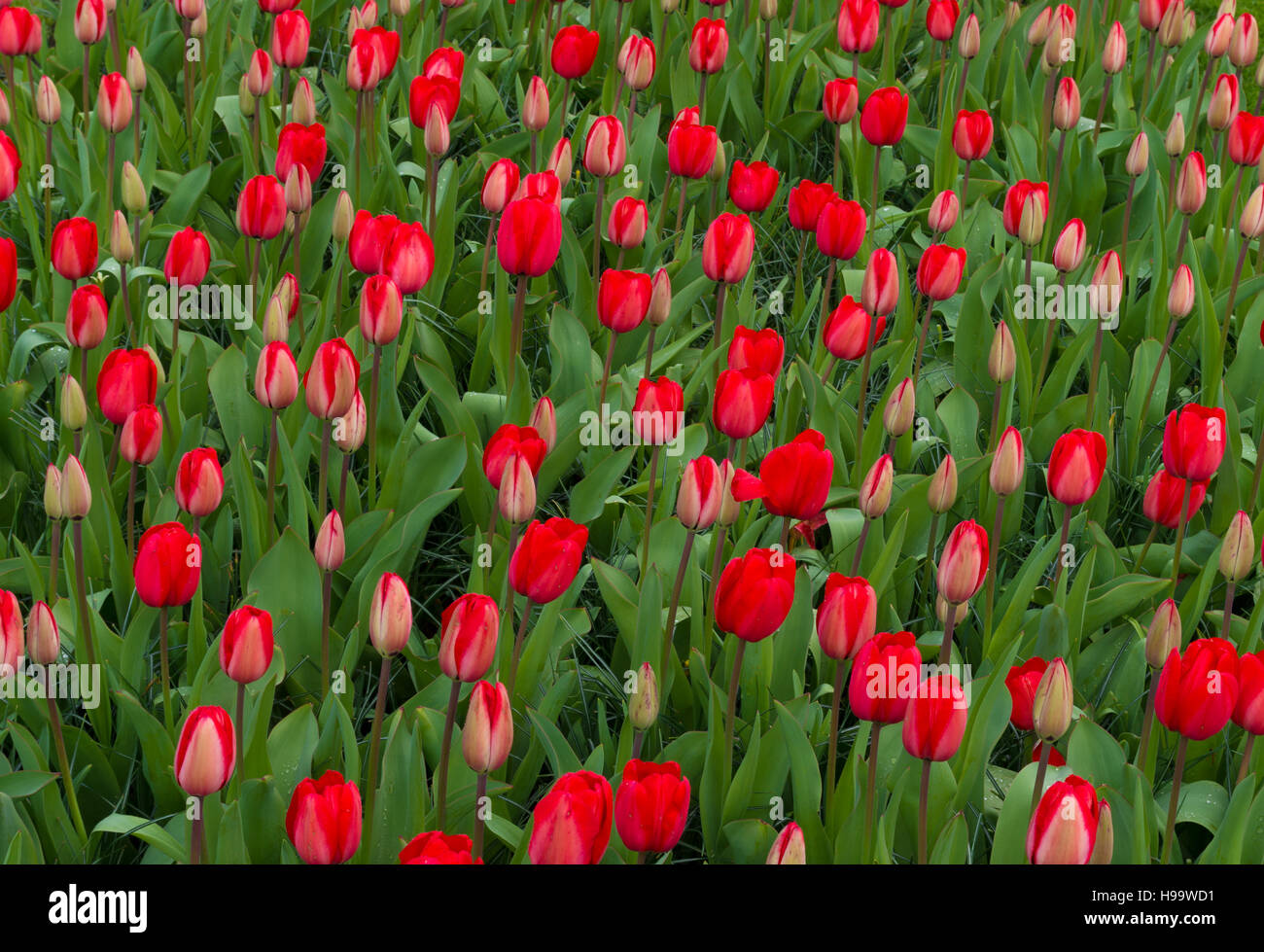 background of beautiful red tulips in a park Stock Photo