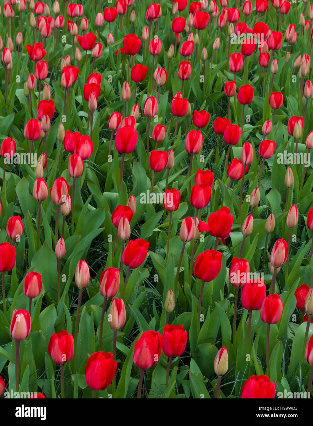 background of beautiful red tulips in a park Stock Photo