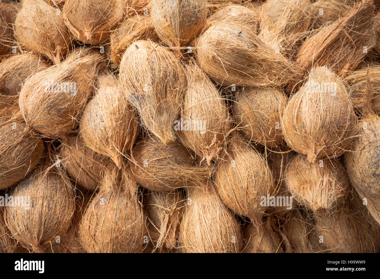 Coconuts stacked for sale in a market stall, Madurai, India Stock Photo