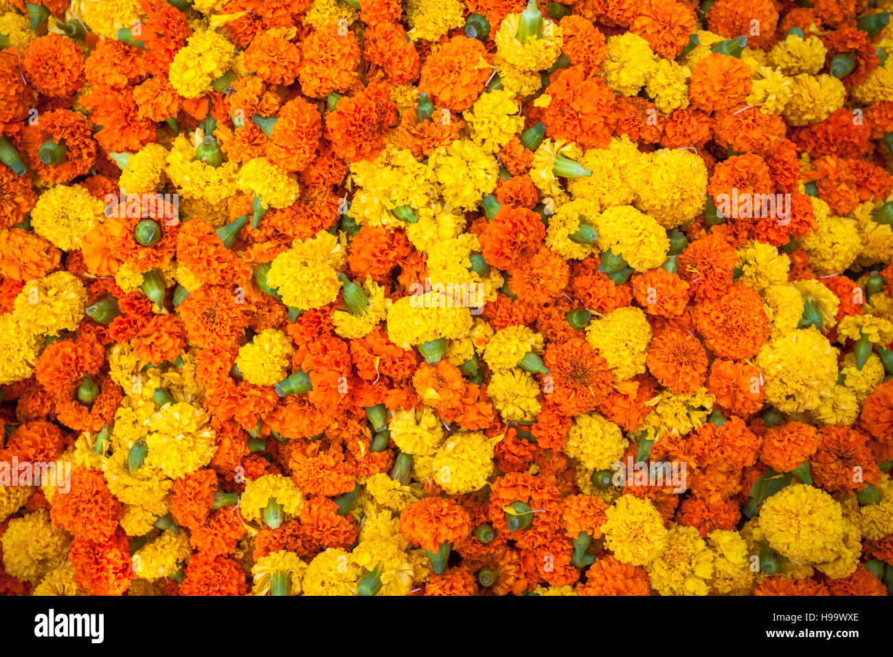 Indian garlands of flowers hi-res stock photography and images - Alamy