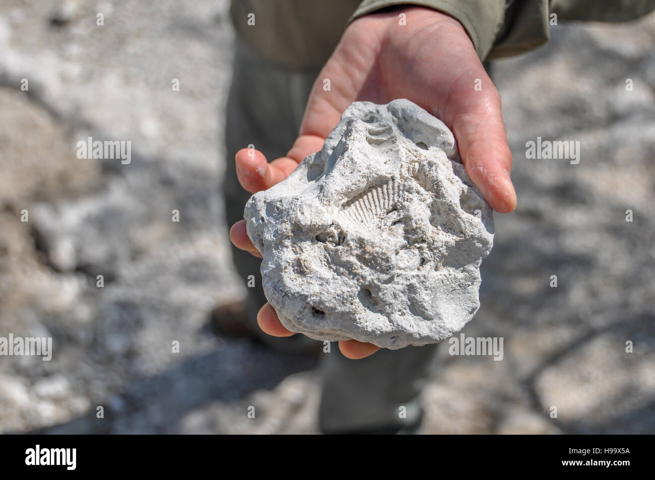 Close up of man's hand holding sea shell fossils in sandy limestone cap rock in Big Cypress National Preserve, Florida. Stock Photo