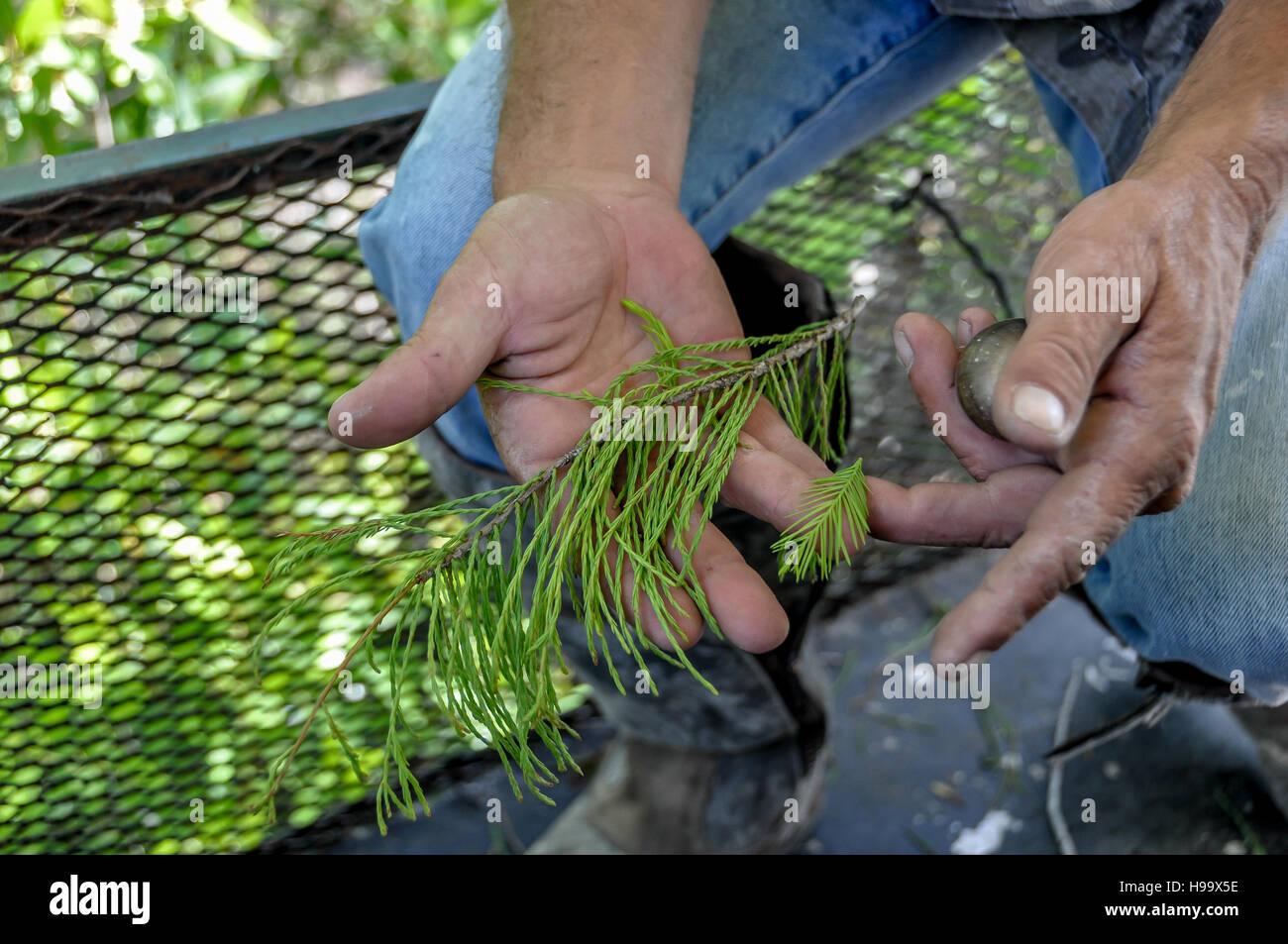Naturalist shows difference between pond cypress and bald cypress in