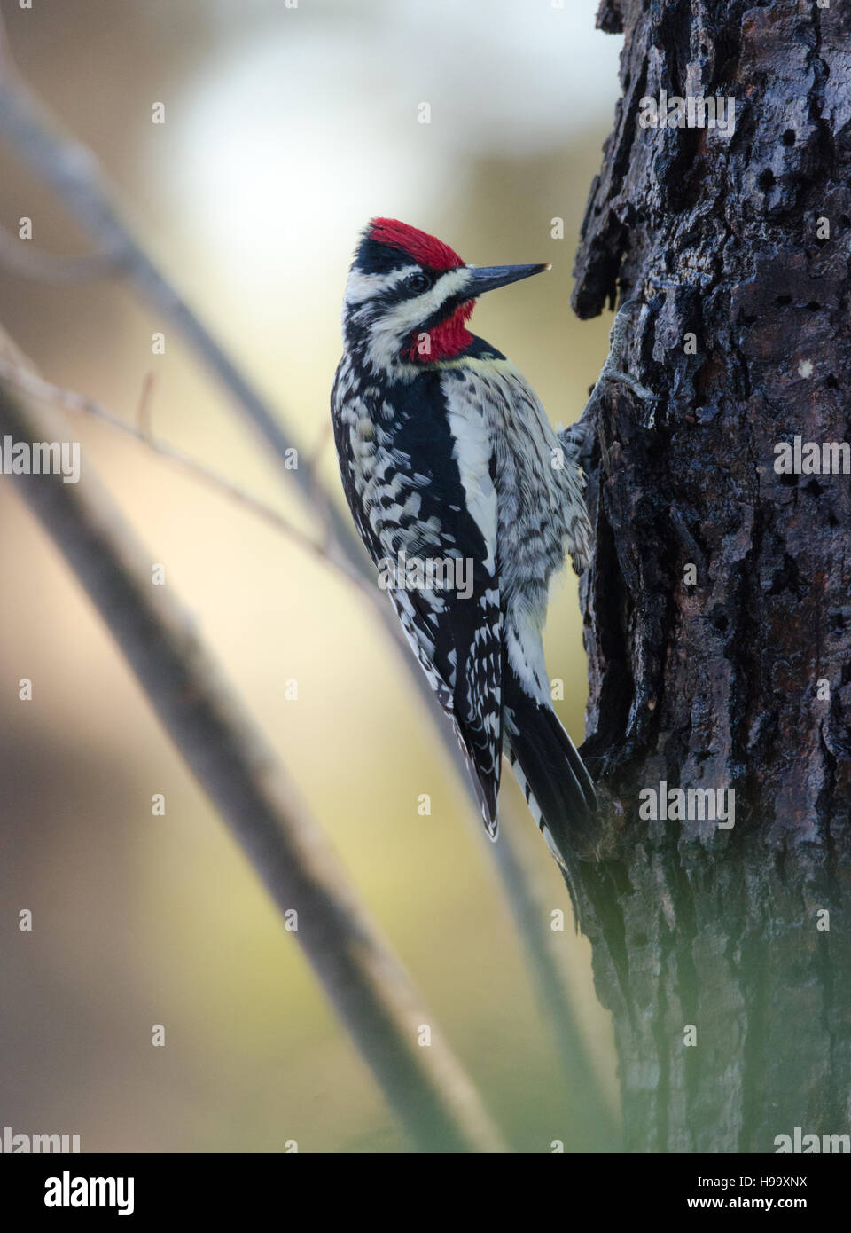 Yellow-bellied sapsucker:  Sphyrapicus varius Order: Piciformes FAMILY: Picidae, on a maple tree looking for the elusive sap. Stock Photo