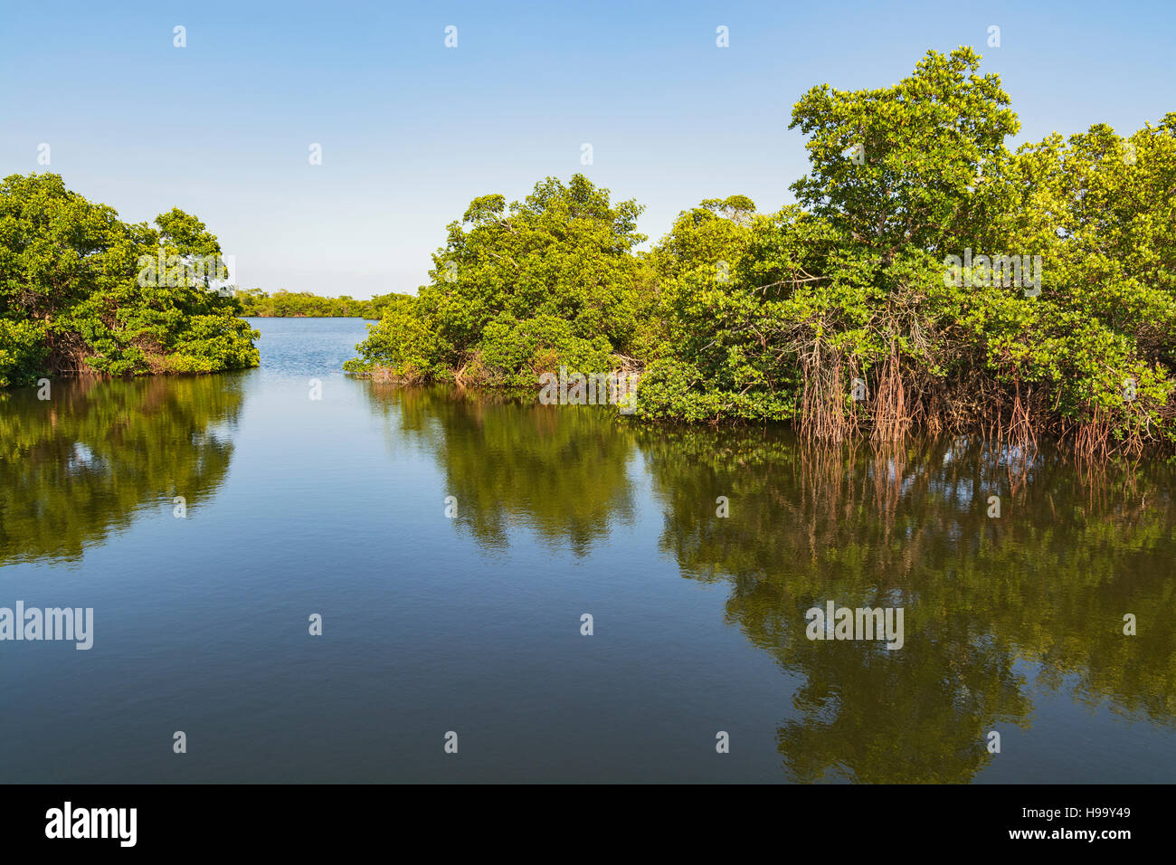 Florida, Sanibel Island, J.N. 'Ding' Darling National Wildlife Refuge, Wildlife Drive, Mangrove Trees Stock Photo