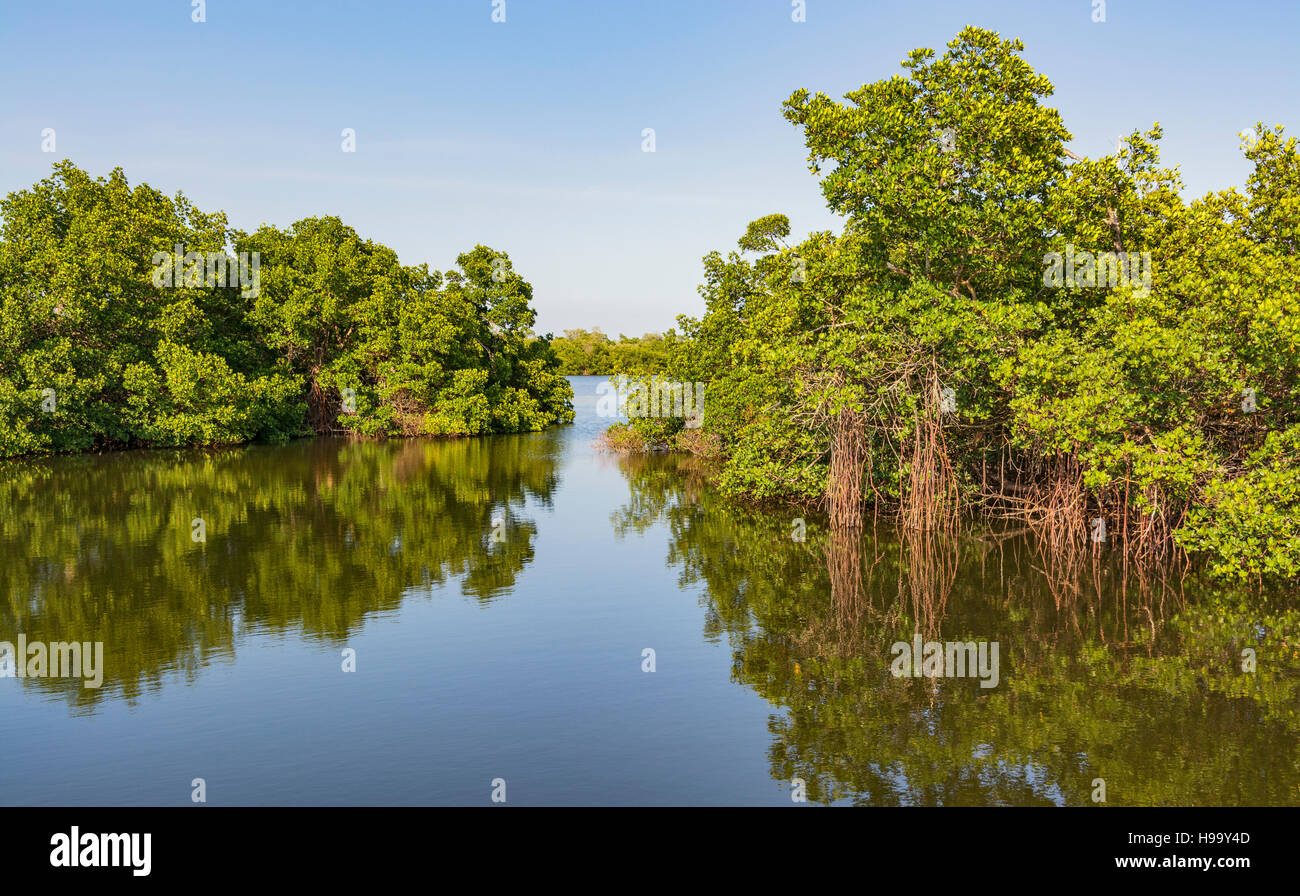 Florida, Sanibel Island, J.N. 'Ding' Darling National Wildlife Refuge, Wildlife Drive, Mangrove Trees Stock Photo