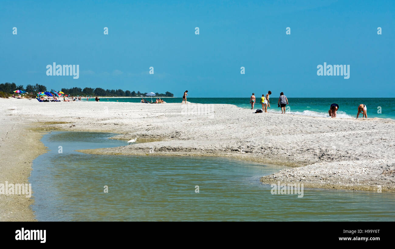 Florida, Sanibel Island, Bowman's Beach, sea shell collectors, bird in tidal pool Stock Photo