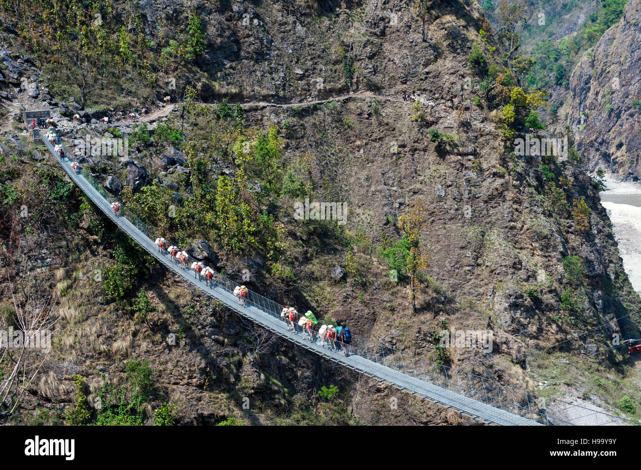 A train of mules cross a bridge two days walk from Arughat Bazaar on the Manaslu Circuit in Nepal. The 16-day Manaslu Circuit is part of the Great Him Stock Photo