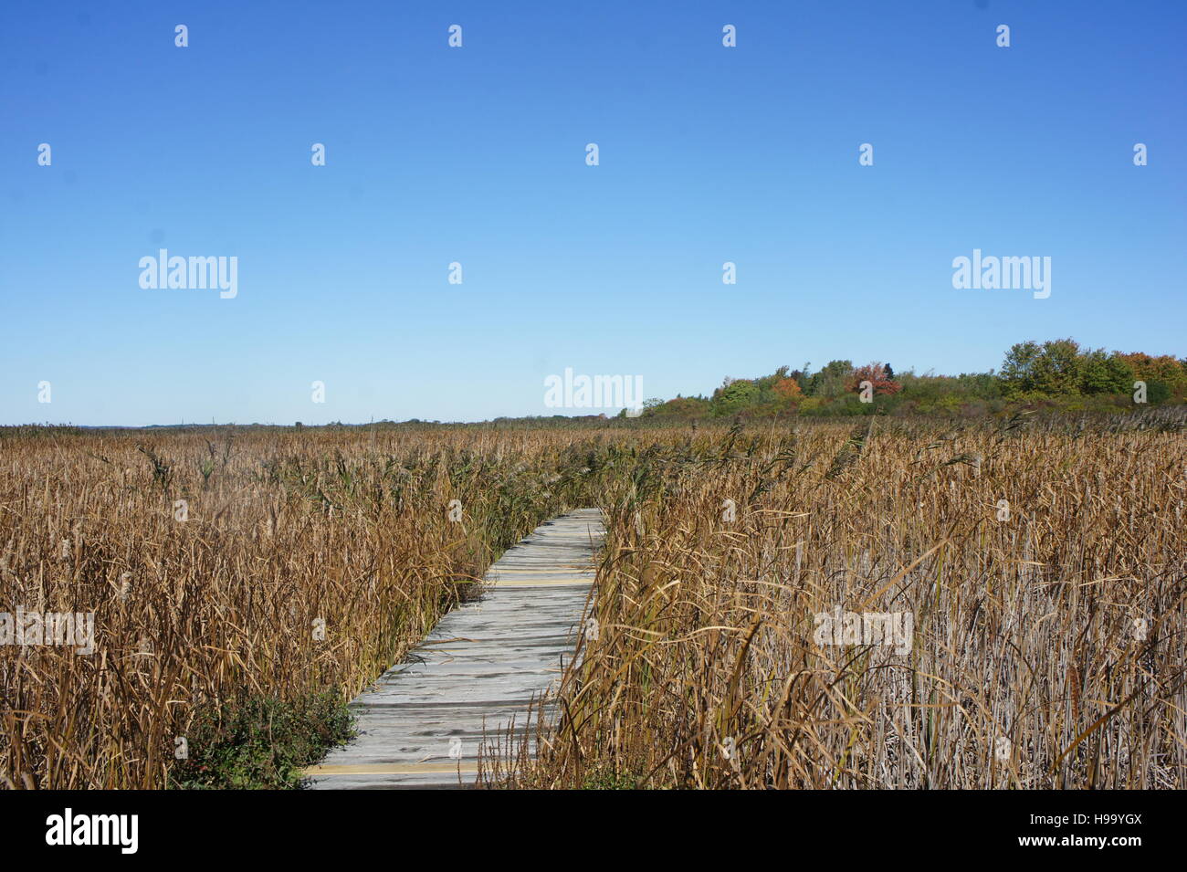 Boardwalk on Hellcat marsh at Parker River National Wildlife refuge. Stock Photo