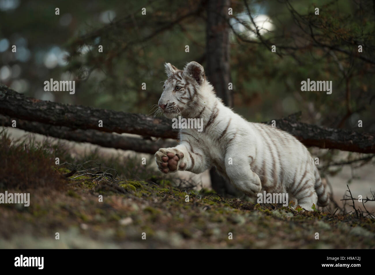 Royal Bengal Tiger / Koenigstiger ( Panthera tigris ), white morph, running, jumping through a natural forest, low point of view. Stock Photo