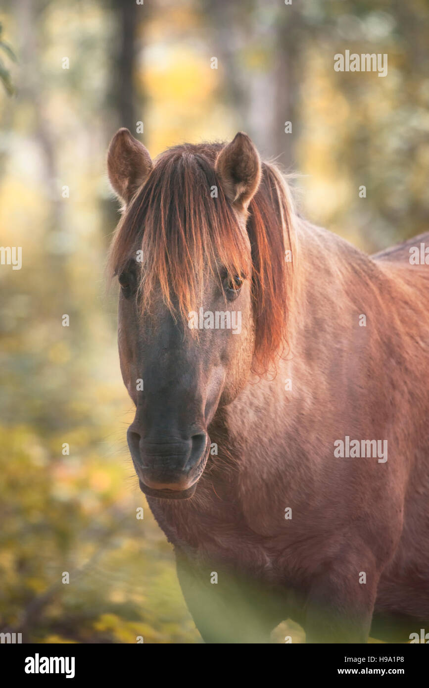 A konik horse Stock Photo