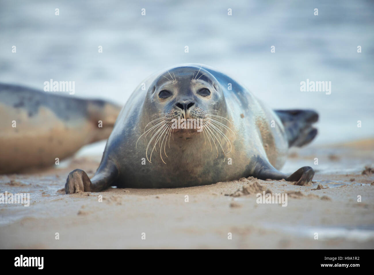 The Harbour Seal Seal) located at Rye Harbour, United Kingdom