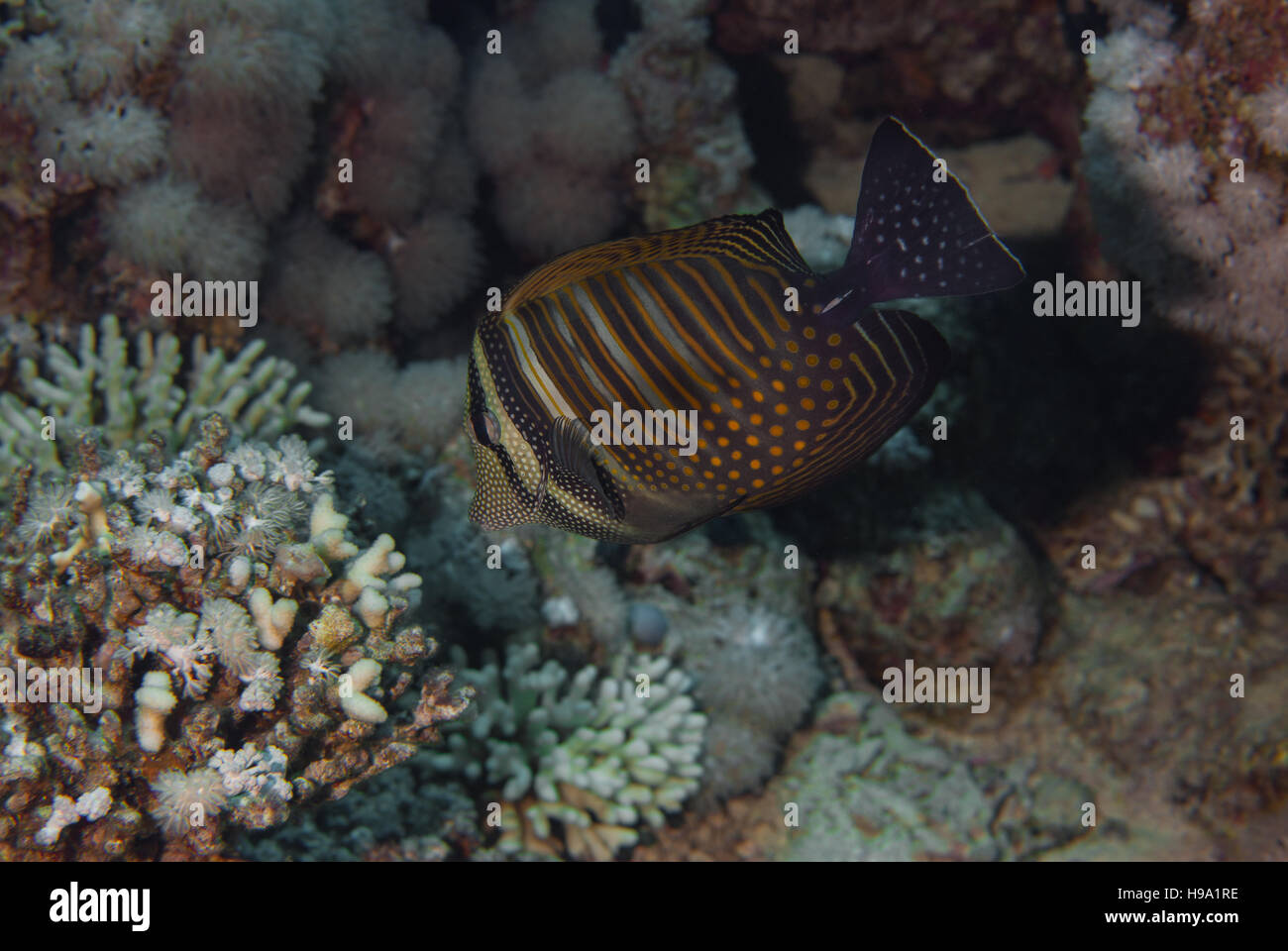 Red Sea sailfin tang or Desjardin's sailfin tang (Zebrasoma desjardinii), Acanthuridae, Sharm el Sheikh, Red Sea, Egypt Stock Photo