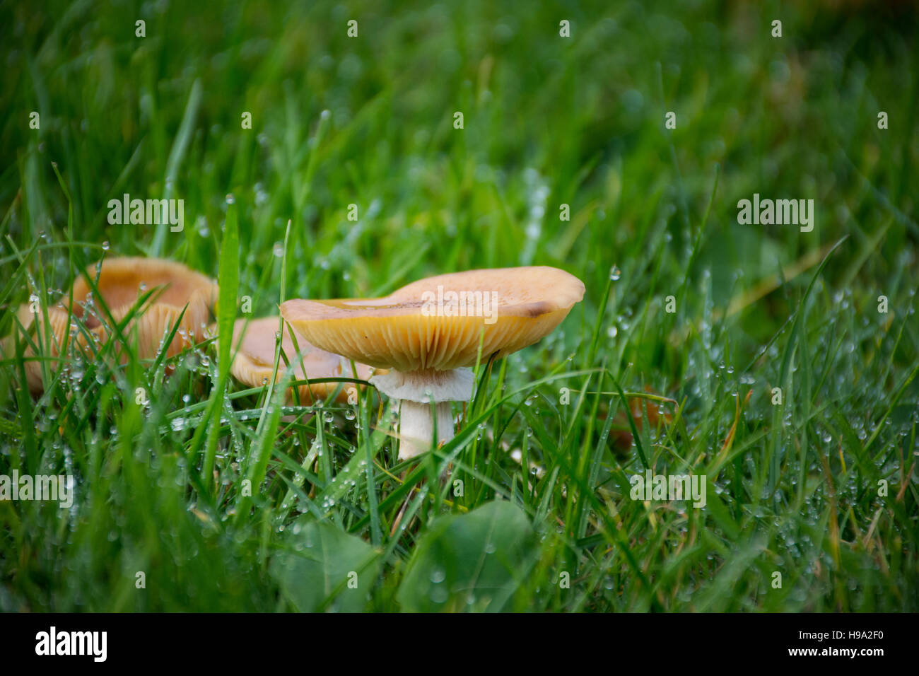 A closeup of mushroom in the gress, in low angle Stock Photo