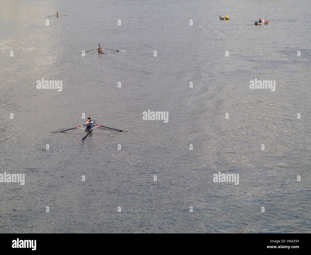 Rowers on the River Thames Stock Photo Alamy