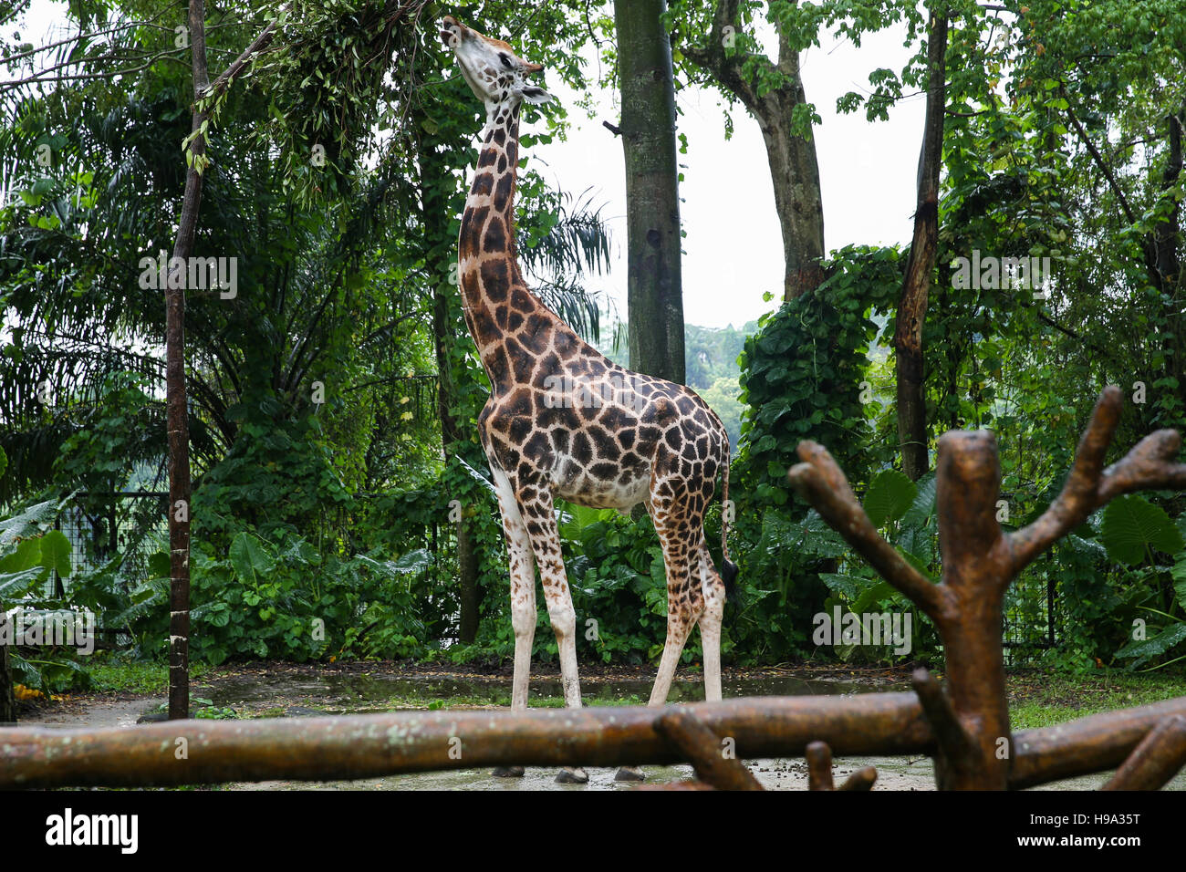Giraffe nibbling leaves from the trees Stock Photo