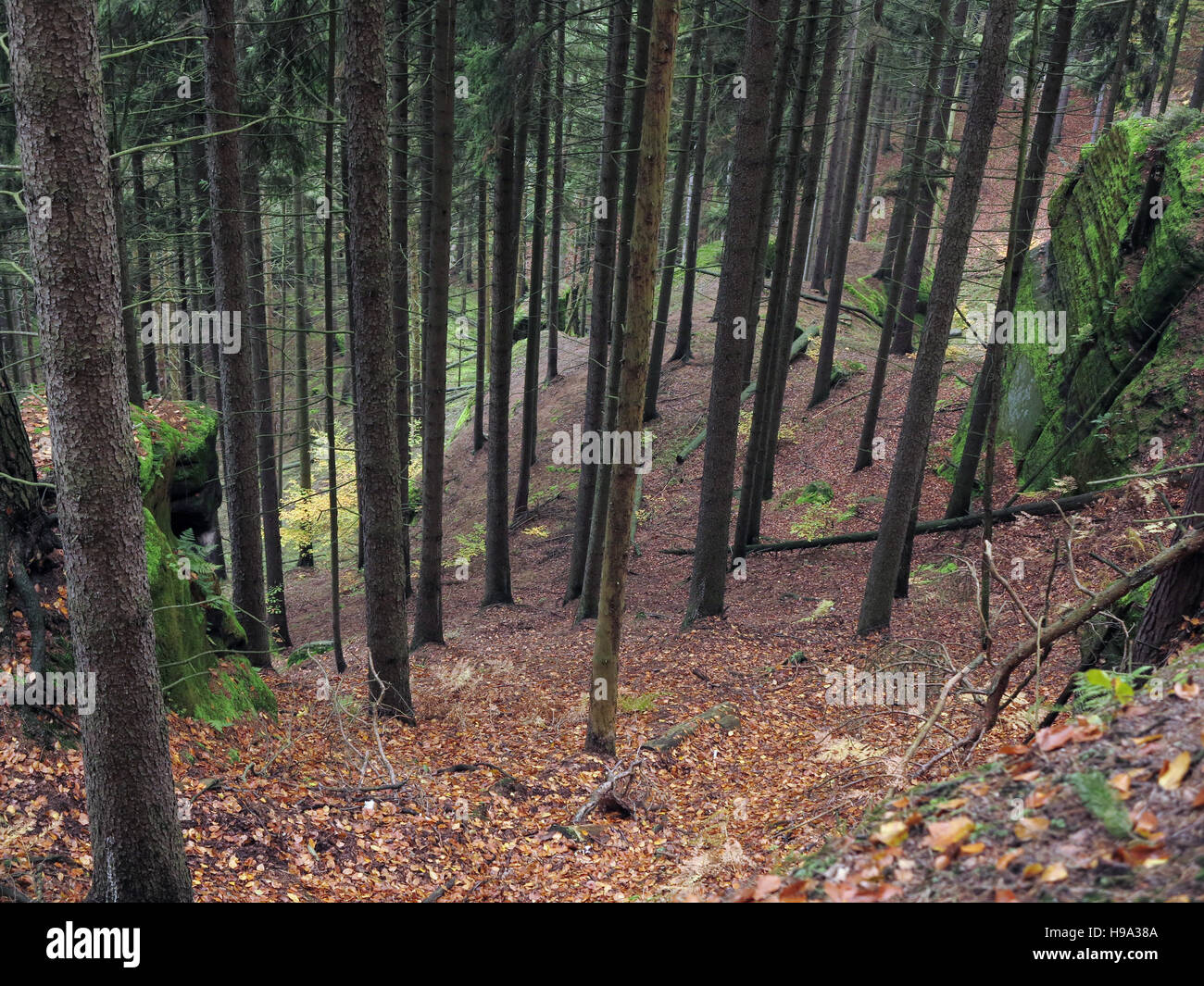 Deep ravine in the coniferous forest in Bohemian Switzerland Stock Photo