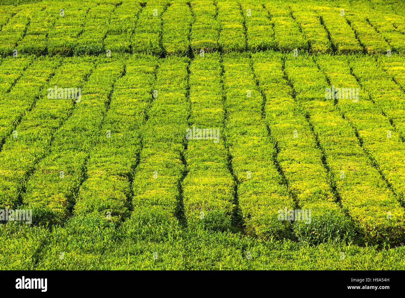 Tea plantations on Sao Miguel island, Azores, Portugal. Azores is home to the only such plantation in Europe Stock Photo