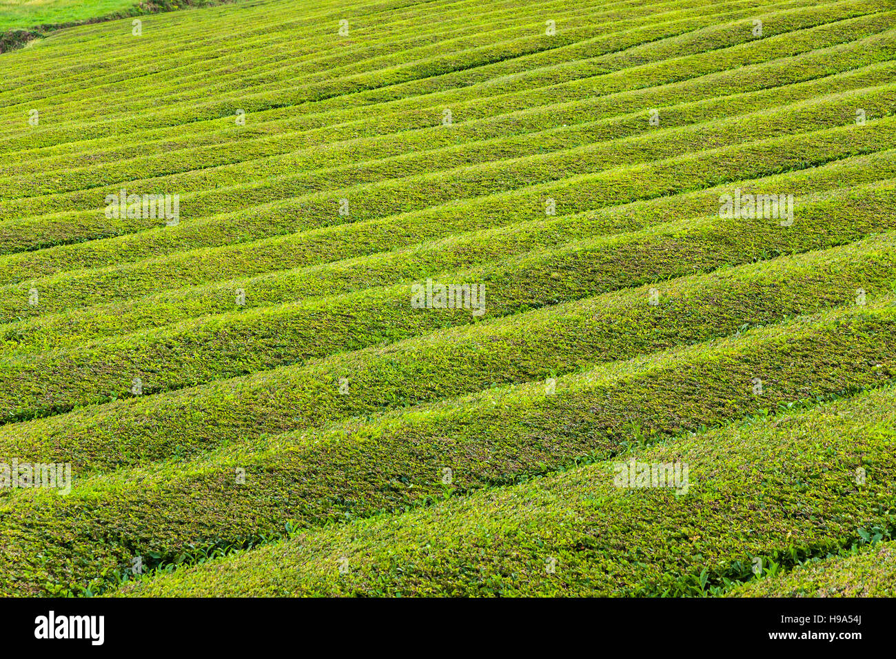 Tea plantations on Sao Miguel island, Azores, Portugal. Azores is home to the only such plantation in Europe Stock Photo
