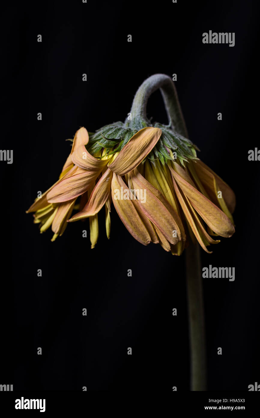 Drooping yellow gerbera daisies flower over black black background