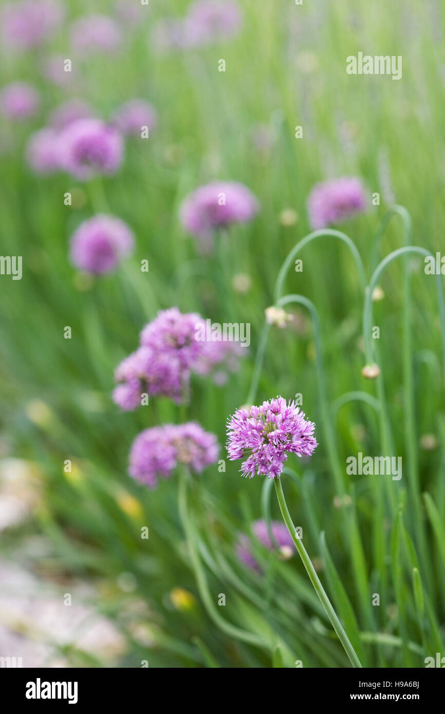 Allium Quattro in the garden. Stock Photo