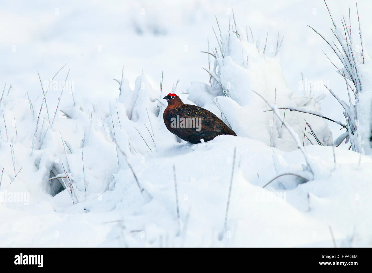Red Grouse Lagopus scoticus in snow on moorland top in the Yorkshire Dales Stock Photo