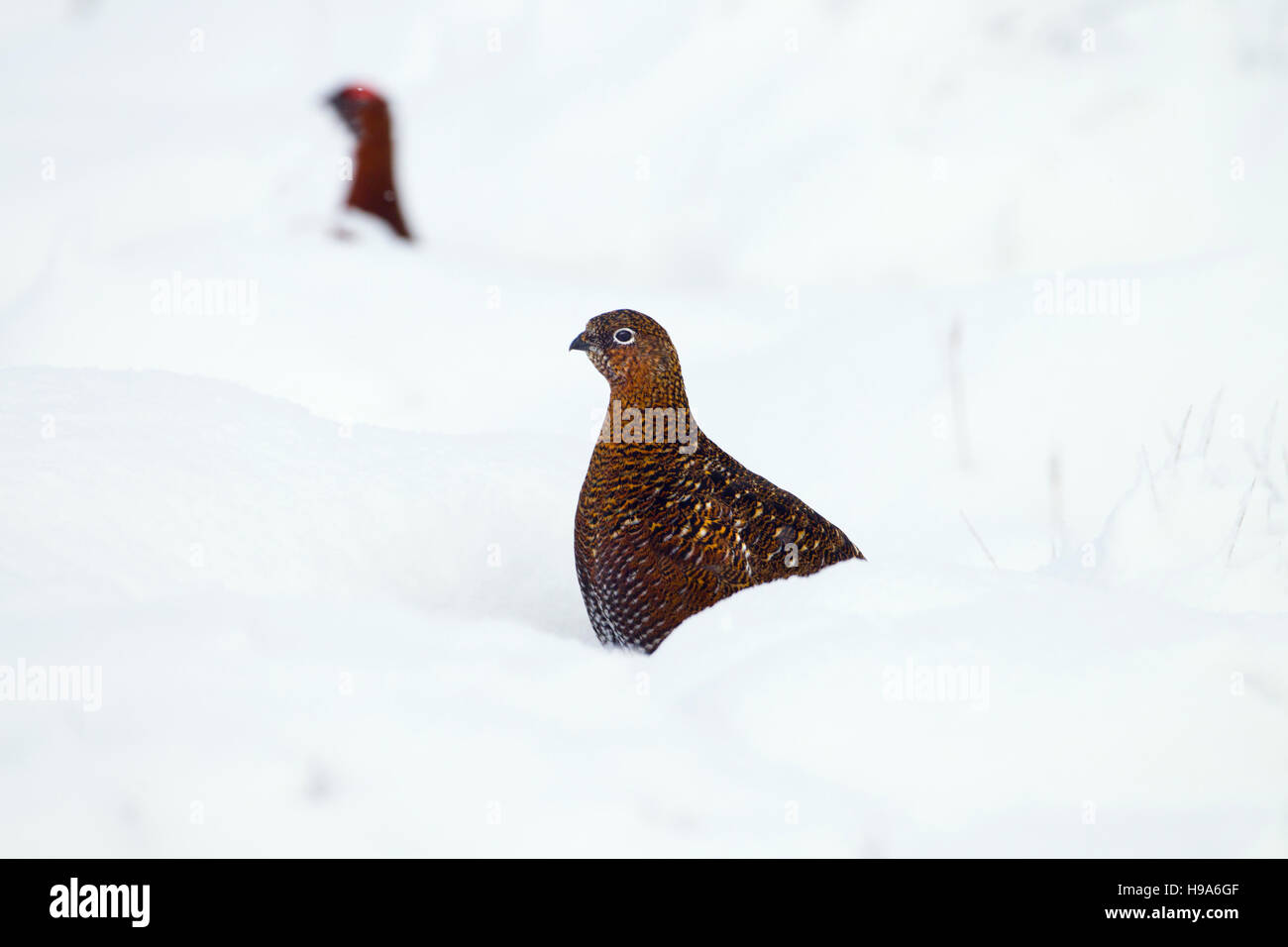 Red Grouse Lagopus scoticus in snow on moorland top in the Yorkshire Dales Stock Photo