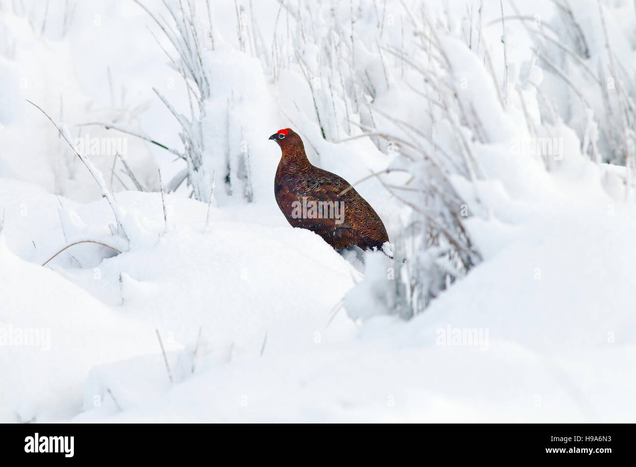 Red Grouse Lagopus scoticus in snow on moorland top in the Yorkshire Dales Stock Photo