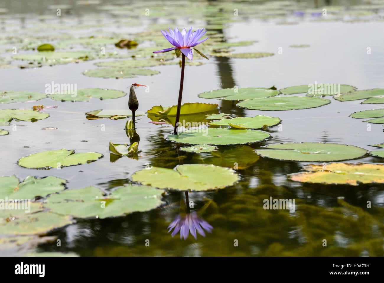 Purple Water Lilies Marina Bay Sands Singapore Stock Photo Alamy
