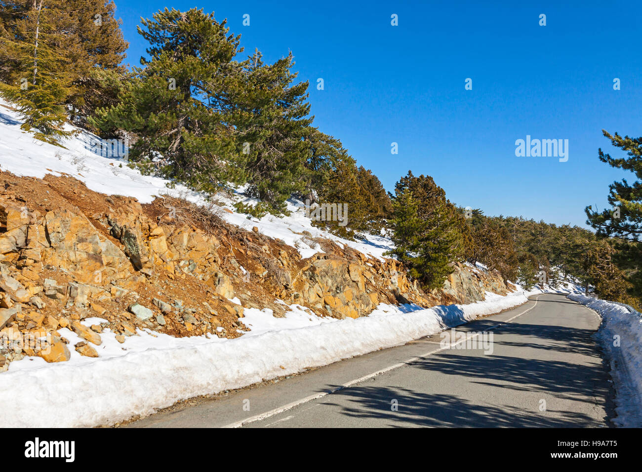 Curved road passing through the pine forest in winter. Troodos mountains, Cyprus Stock Photo
