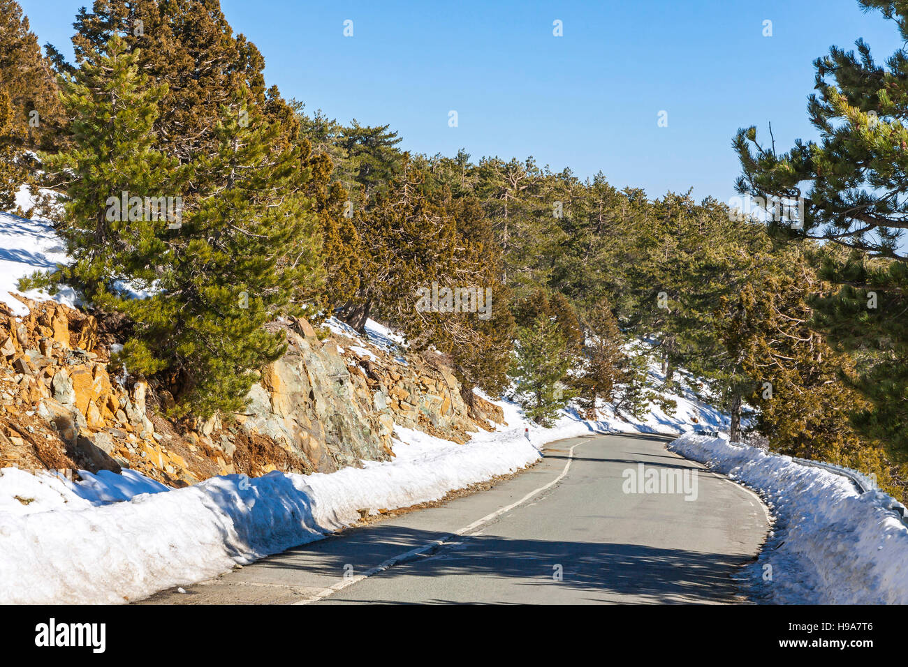 Curved road passing through the pine forest in winter. Troodos mountains, Cyprus Stock Photo