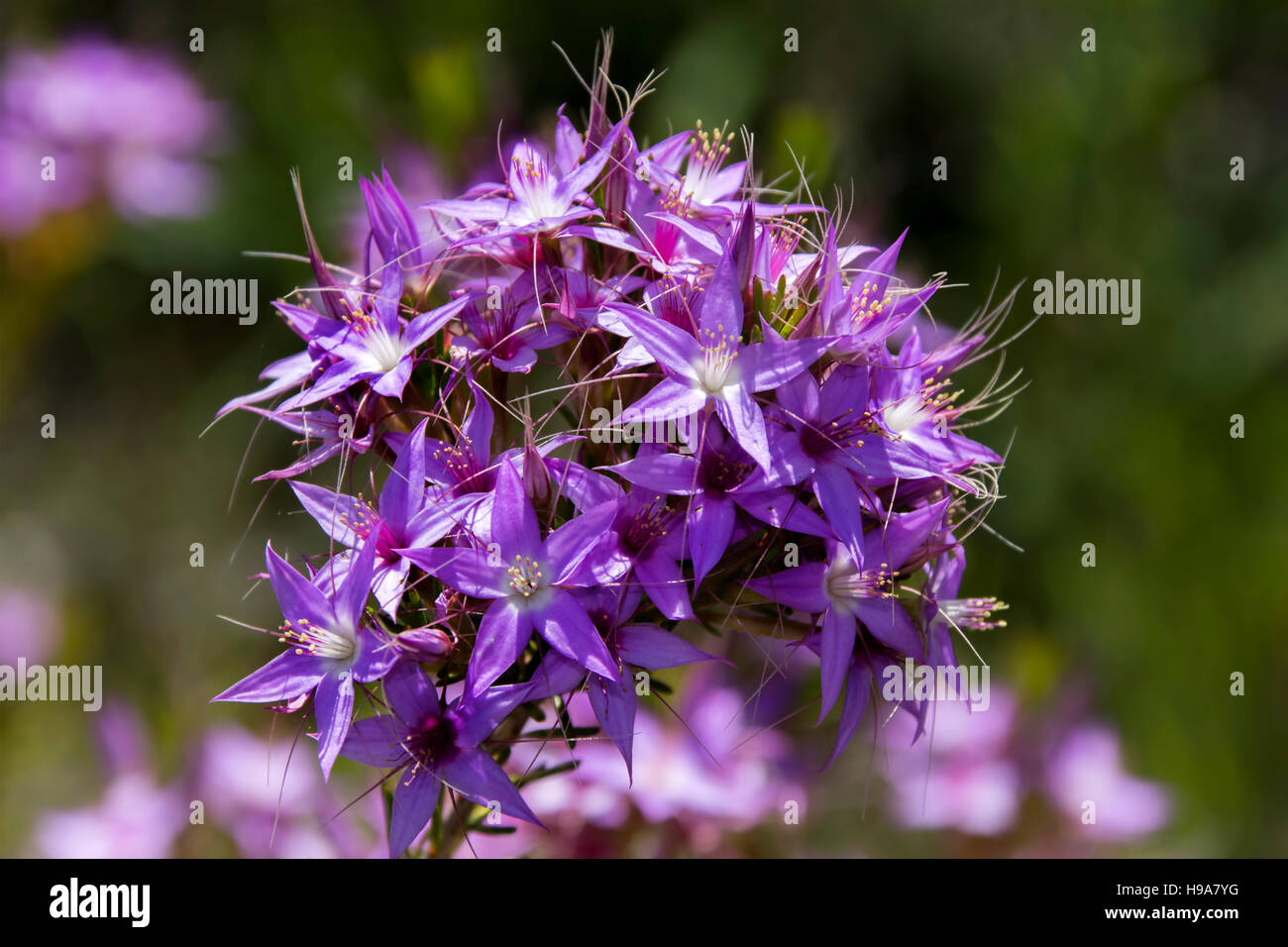 Calytrix   leschenaultii. Stock Photo
