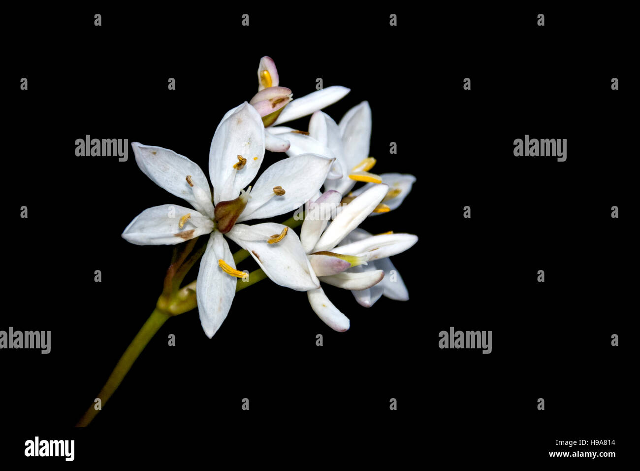Western Australian wildflower ,Milkmaids Stock Photo Alamy