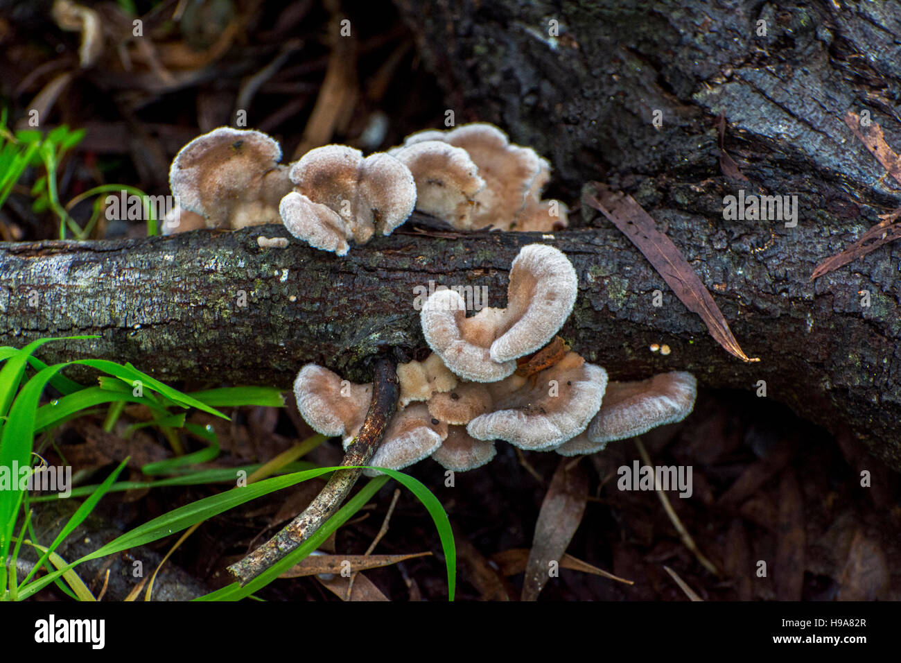 Fungus on dead wood Stock Photo Alamy