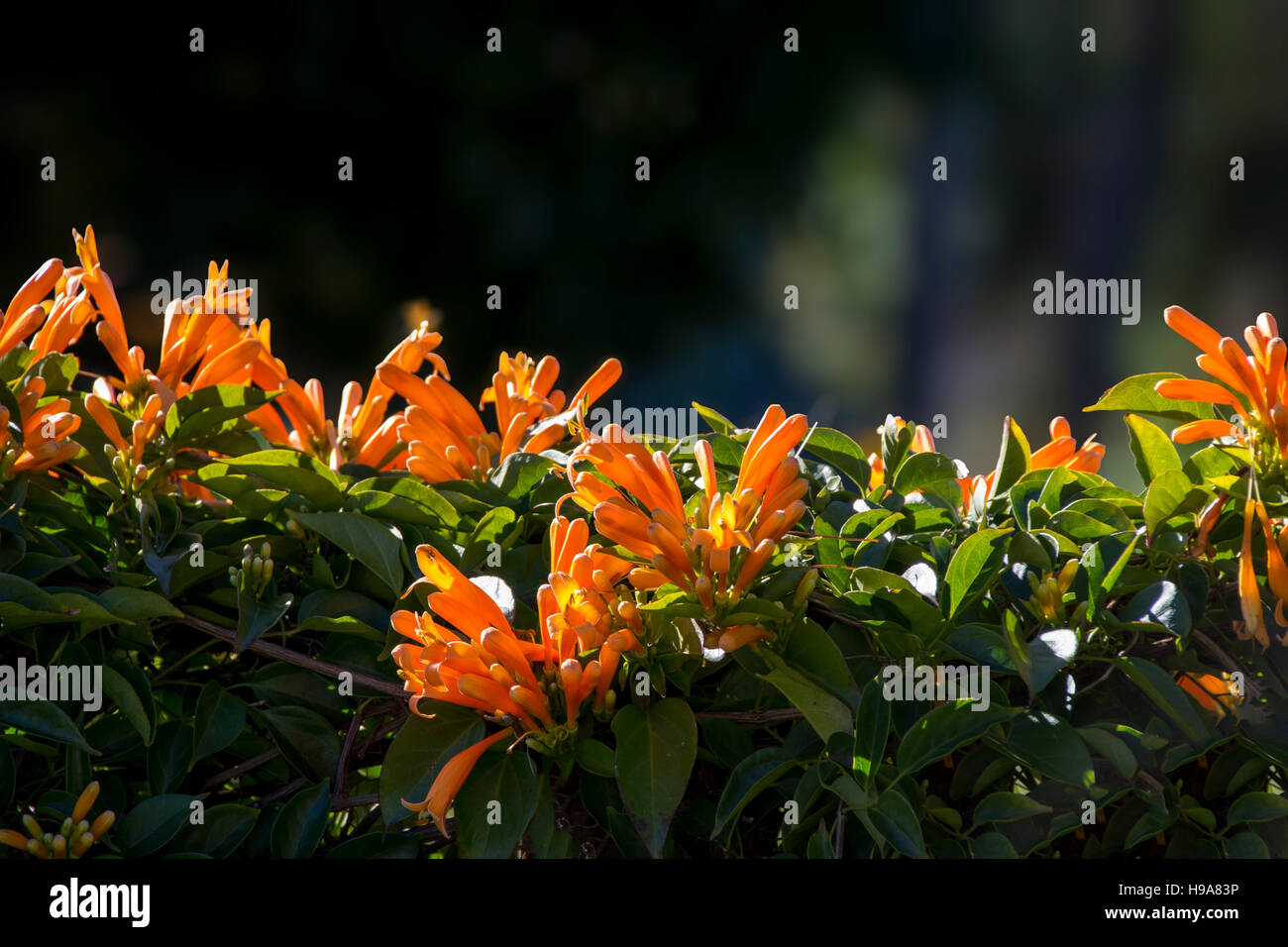 Orange trumpet Flowers Firecracker vine Stock Photo Alamy