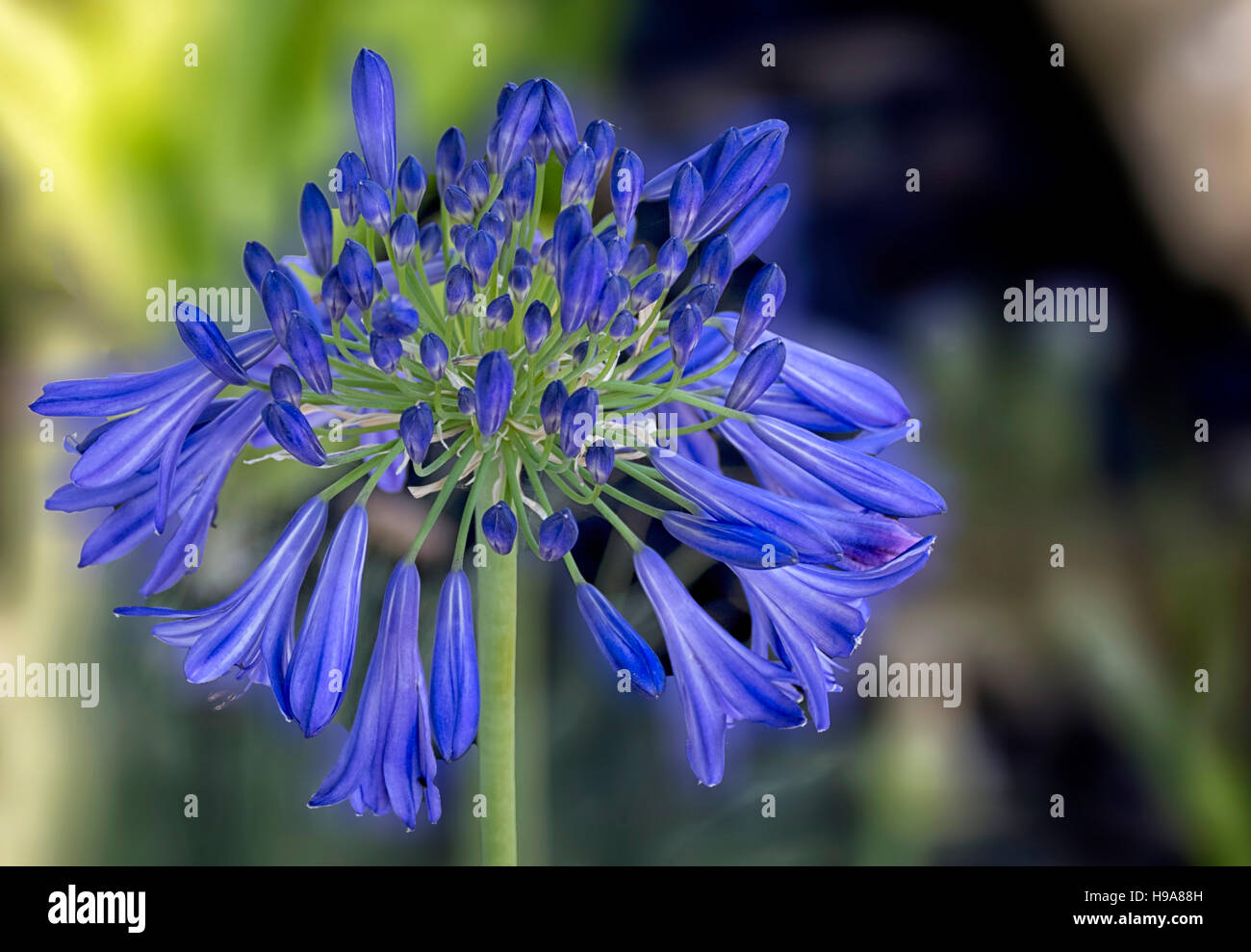 Agapanthus Flower . Stock Photo