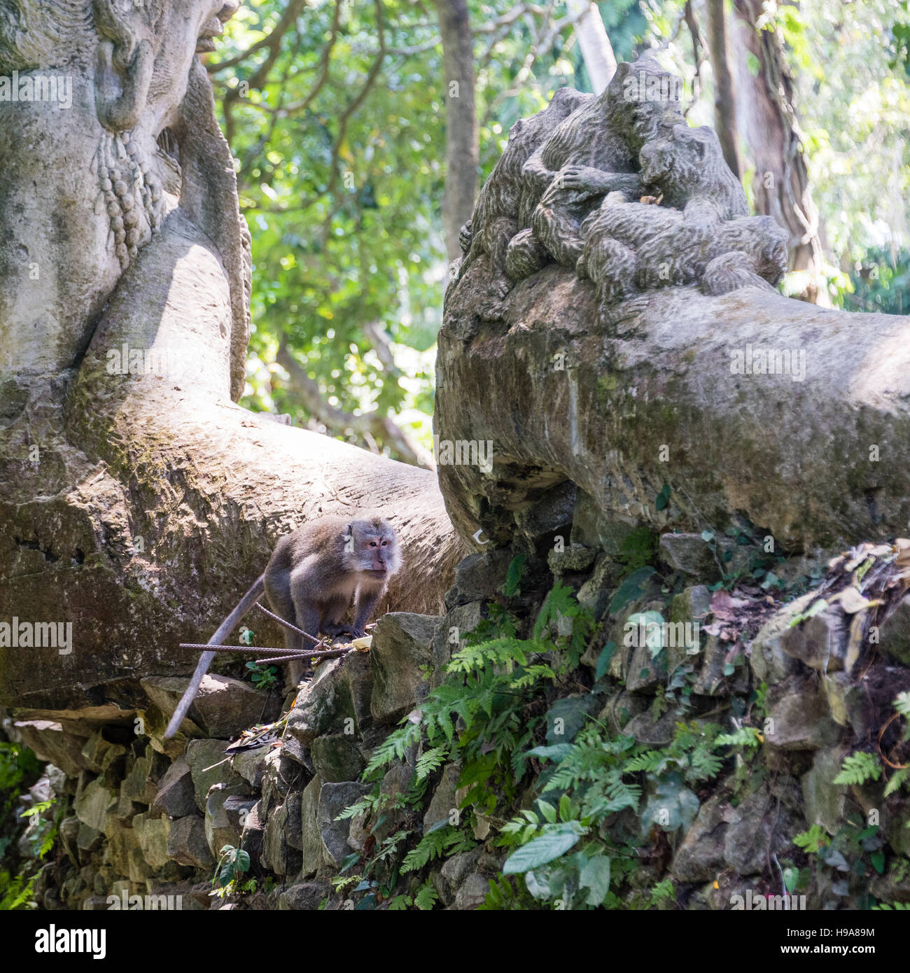 Sacred Monkey Forest Sanctuary, Ubud, Bali, Indonesia Stock Photo - Alamy