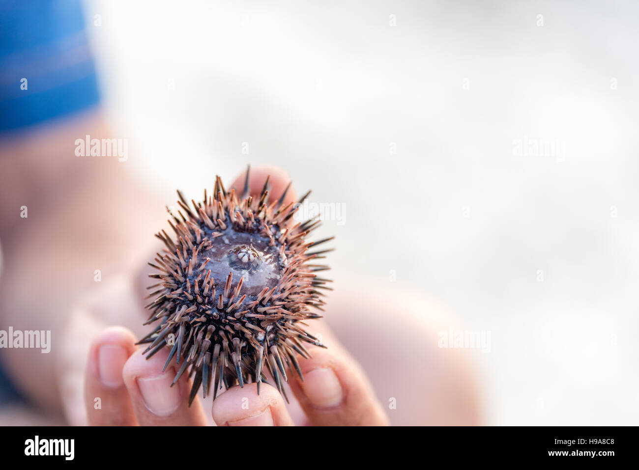 Sea urchin mouth hires stock photography and images Alamy