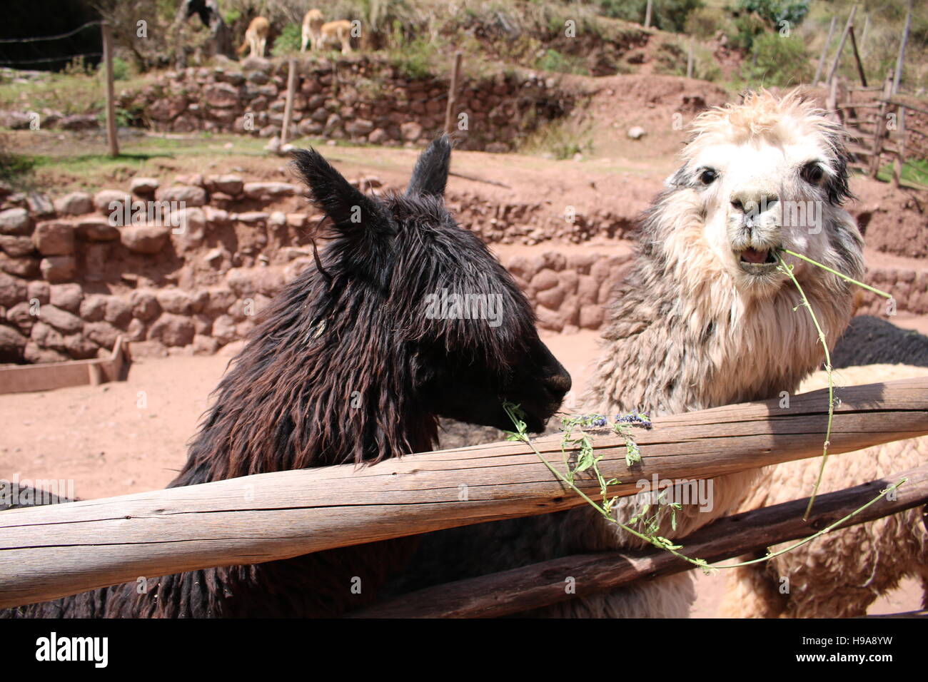 Two alpacas eating Stock Photo Alamy