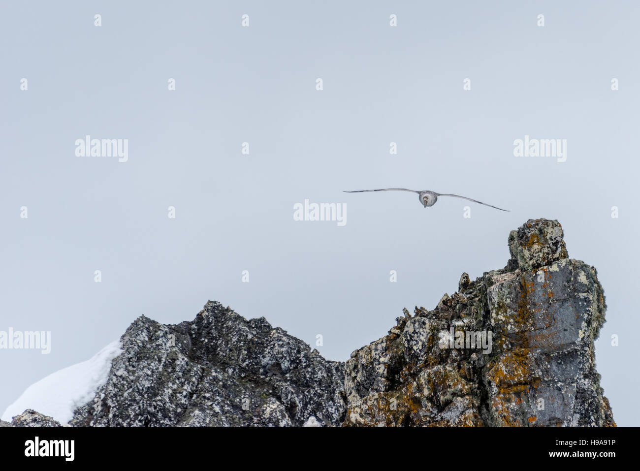 Giant Petrel in Antartica Stock Photo