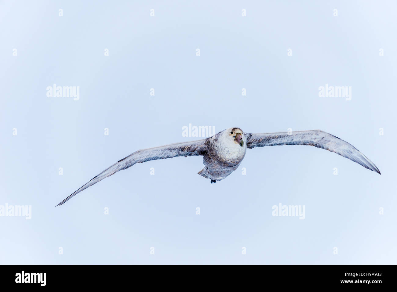 Petrel island antarctica hires stock photography and images Alamy