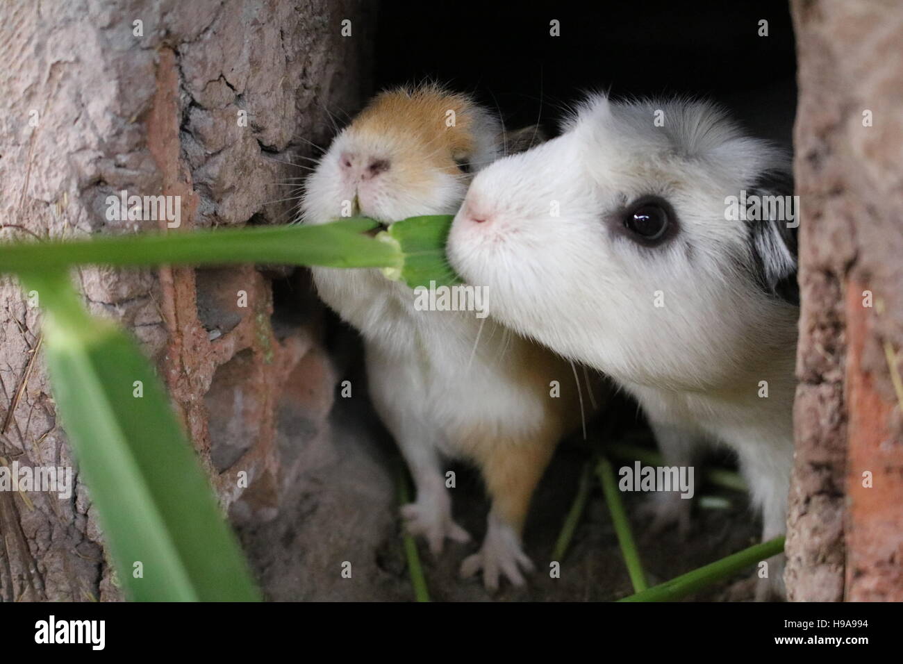Two cheeky guinnea pigs eating Stock Photo