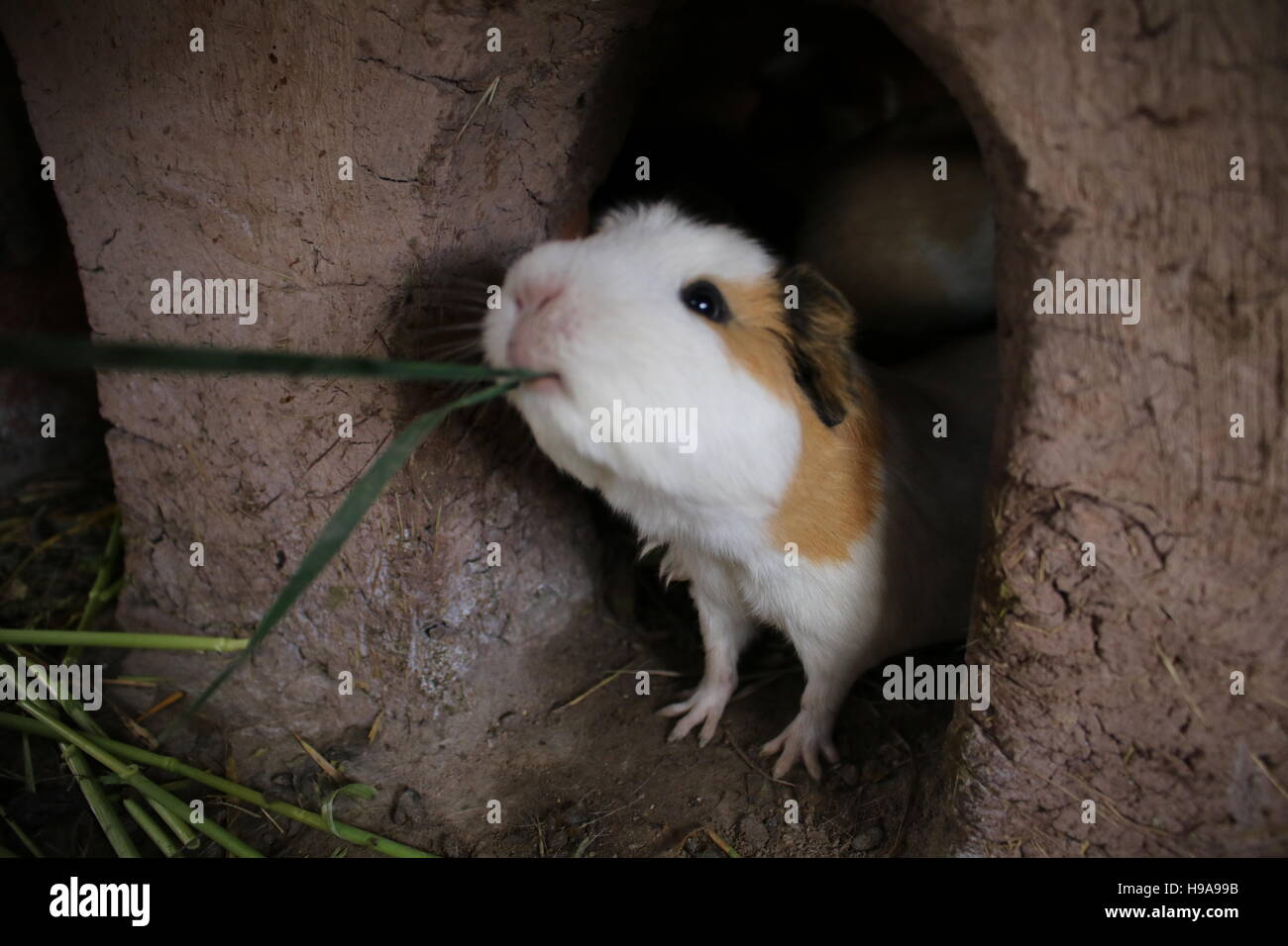 A cheeky guinnea pig eating Stock Photo